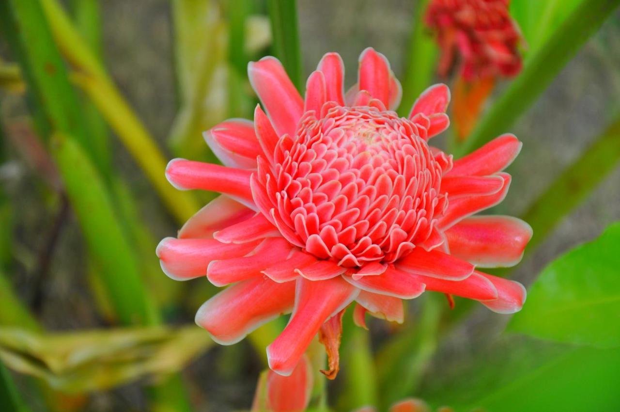 Tana Mysterious Garden Villa Panglao Esterno foto